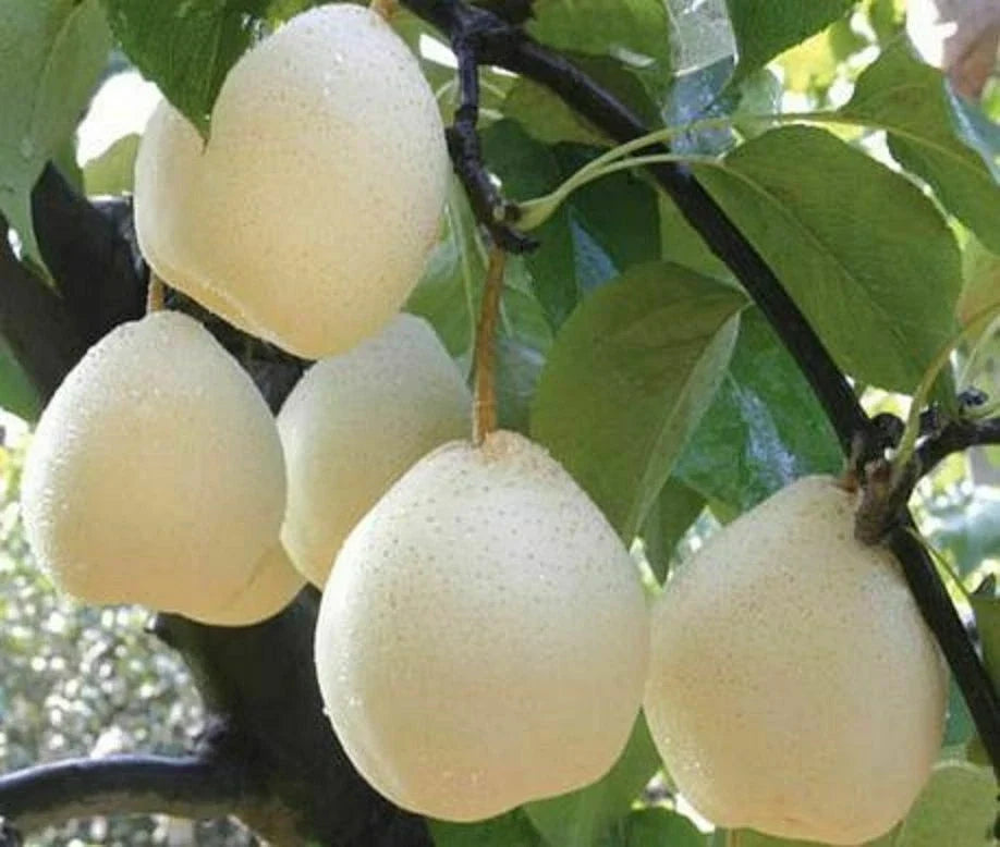 Live Asian Sand Pear Tree White Shinko Hosui Pyrus pyrifolia Well-Rooted Plant for Garden