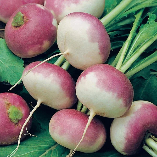 Purple Top Turnip Seeds – Non-GMO, White Globe Roots, Brassica rapa, 500+ Seeds, Vegetable Seeds for Garden, USA