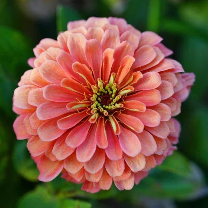 Zinnia Seeds 100+ Coral Elegans - USA Grown, Attracts Butterflies & Bees