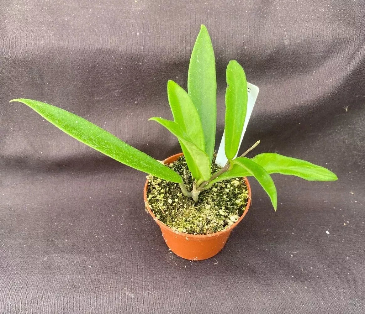 Hoya Mini-Belle Hybrid Rooted Plant in 2.5" Pot, Compact Vining Hoya Carnosa Compacta, Easy-Care Indoor Plant