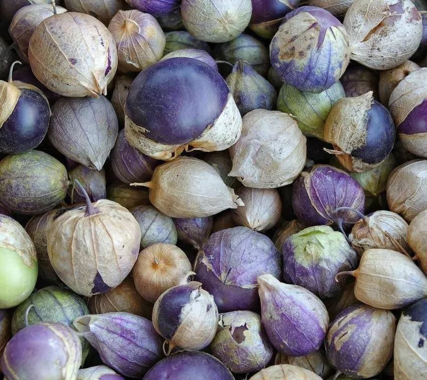 Purple Tomatillo Seeds - 50+ Count - Physalis ixocarpa - Garden Vegetable for Salsa
