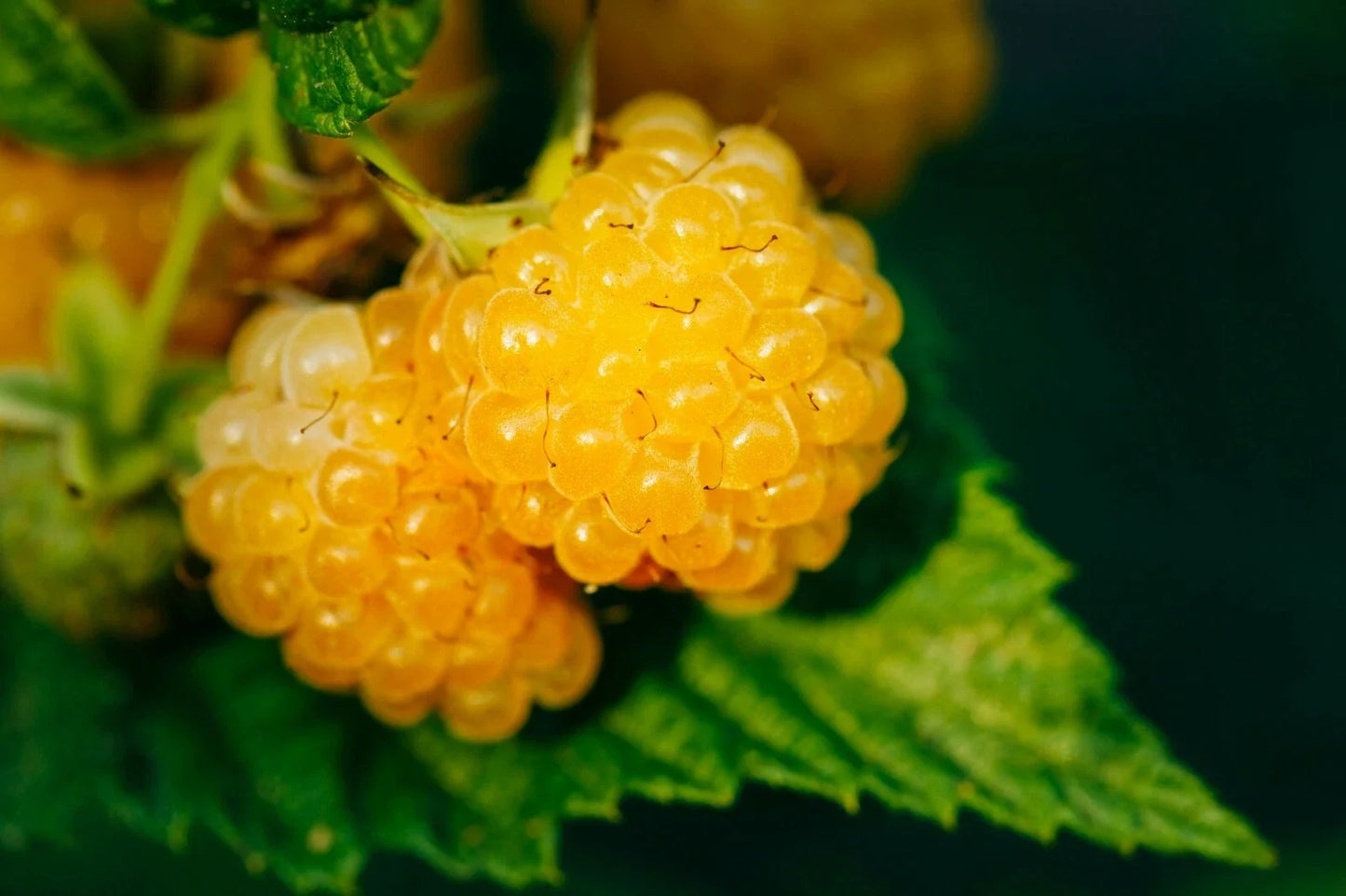 Salmonberry Seeds - 50+ Fruit-Bearing Shrub Seeds - Rubus spectabilis - Edible Berries, Ornamental, Hardy Garden Plant