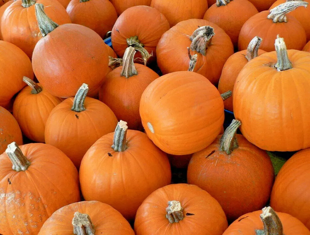 Organic Sugar Pumpkin Seeds - Heirloom Cucurbita pepo for Summer Garden, 30+ Seeds