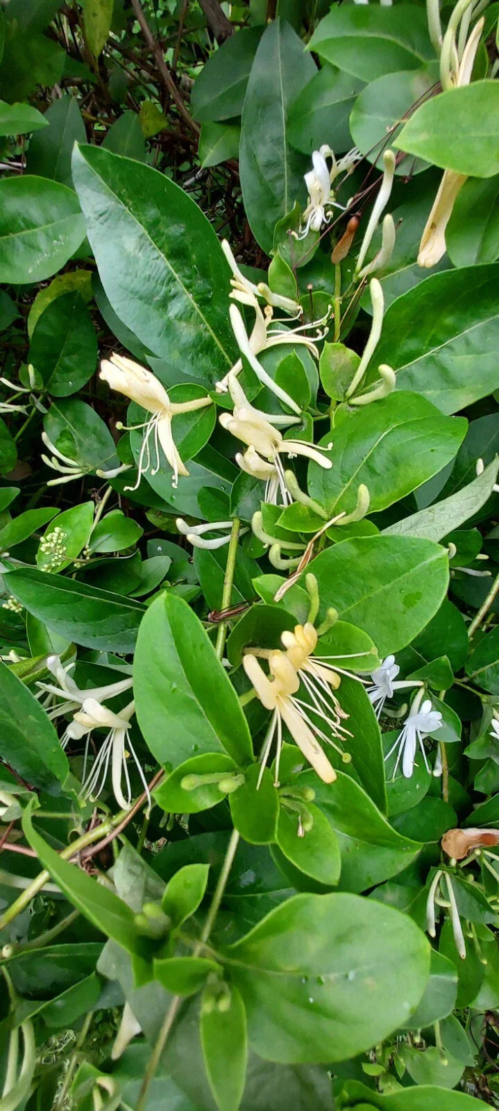 Honeysuckle Starter Plant Cuttings - 6 Unrooted Lonicera Cuttings