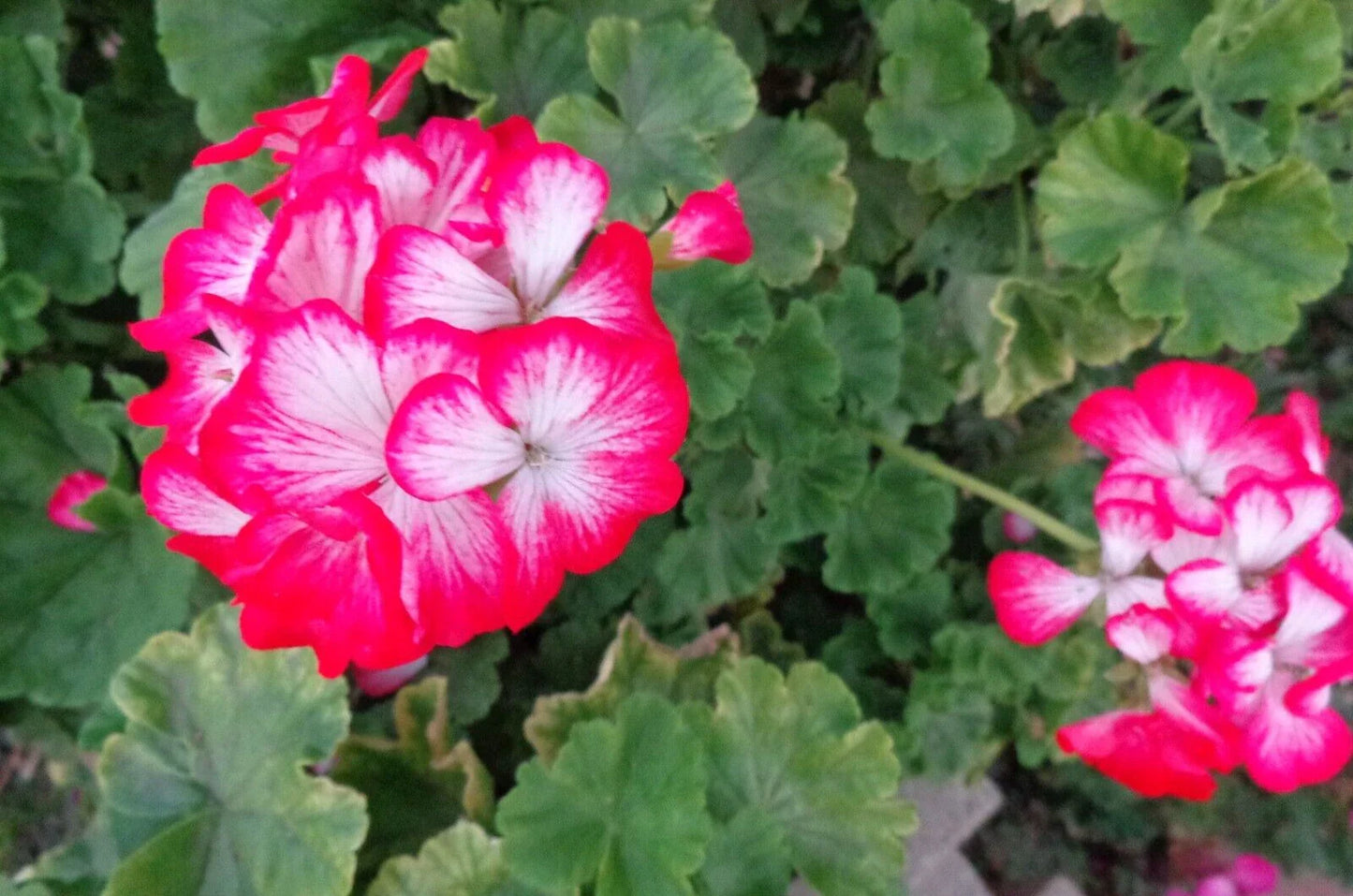Rare Red & White Geranium Live Plant Cutting – Pelargonium spp. Starter for Indoor & Outdoor Gardens