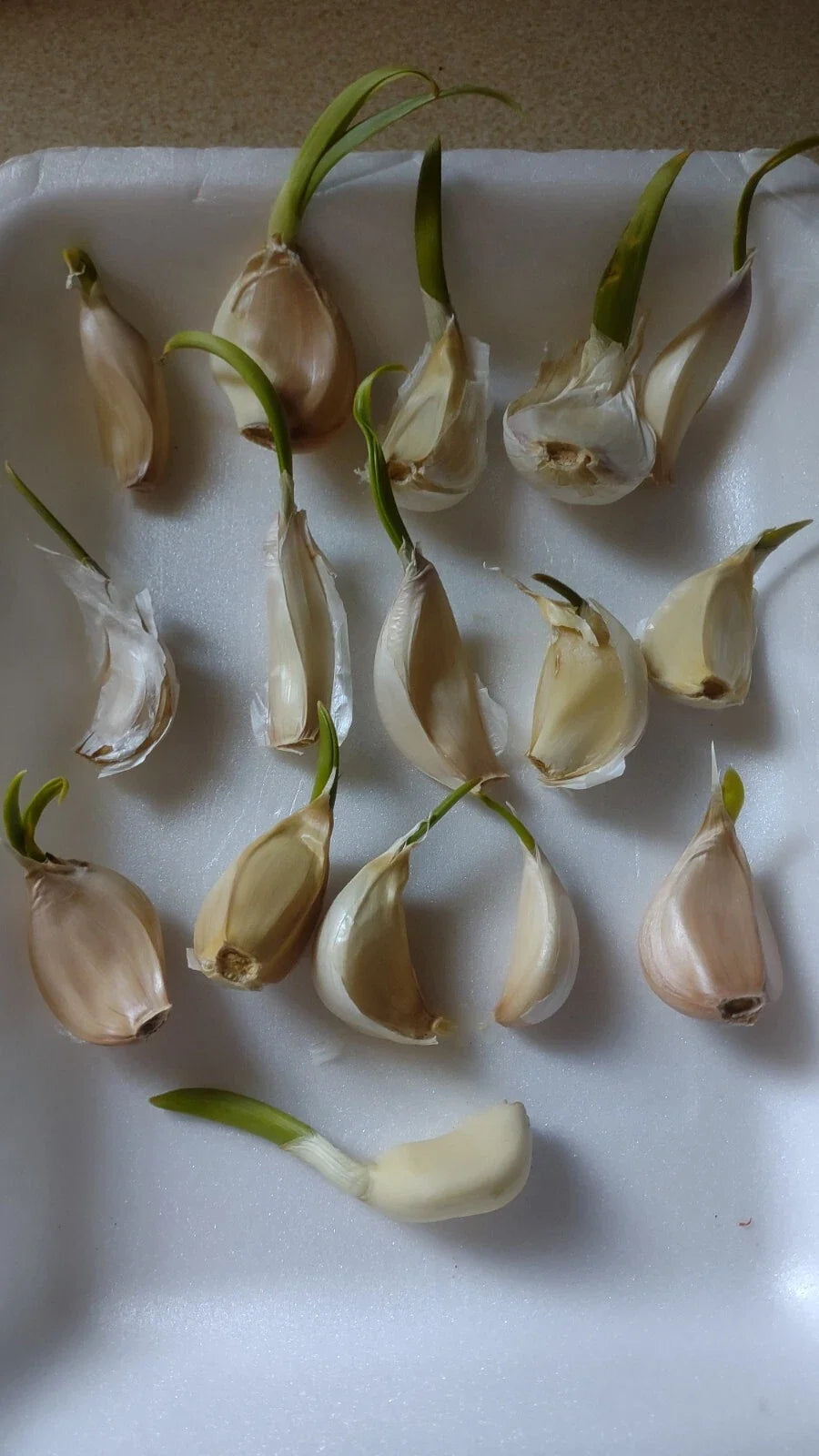 Organic Large Garlic Cloves for Planting - Allium sativum - 15 Pack, Bulb-Forming, Full Sun, Easy to Grow