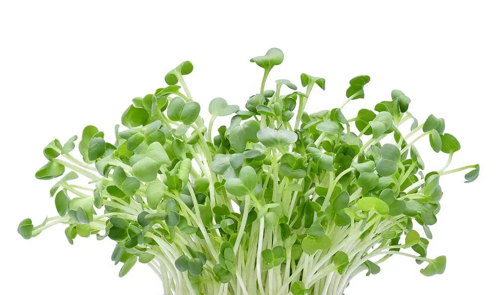 Alfalfa Microgreens Seeds - 250 Seeds - Fast Growing Medicago sativa Microgreens