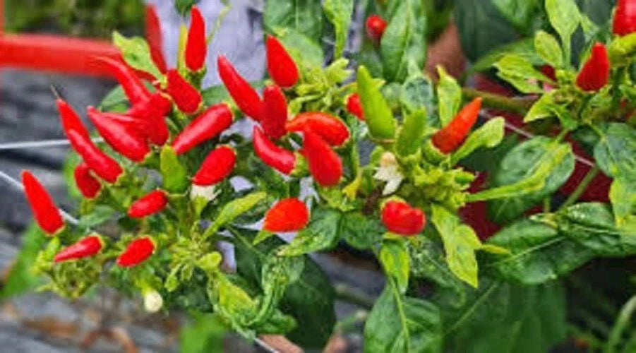 Premium Small Red Chili Pepper Seeds | Capsicum annuum | 5000-20000 Scoville Units for Spicy Cooking & Chili Powder