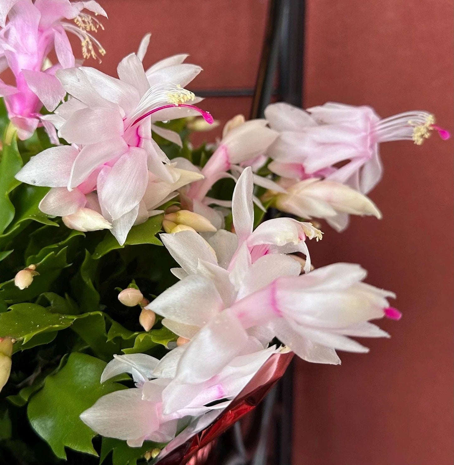 Thanksgiving/Christmas Cactus Cuttings - 3 Unrooted White Schlumbergera Truncata Plant Propagation