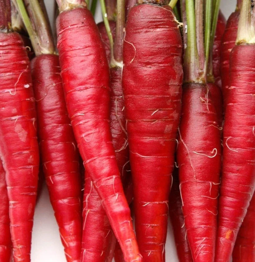 Red Carrot Seeds 500+ Atomic Variety Non-GMO Vegetable Garden Daucus carota