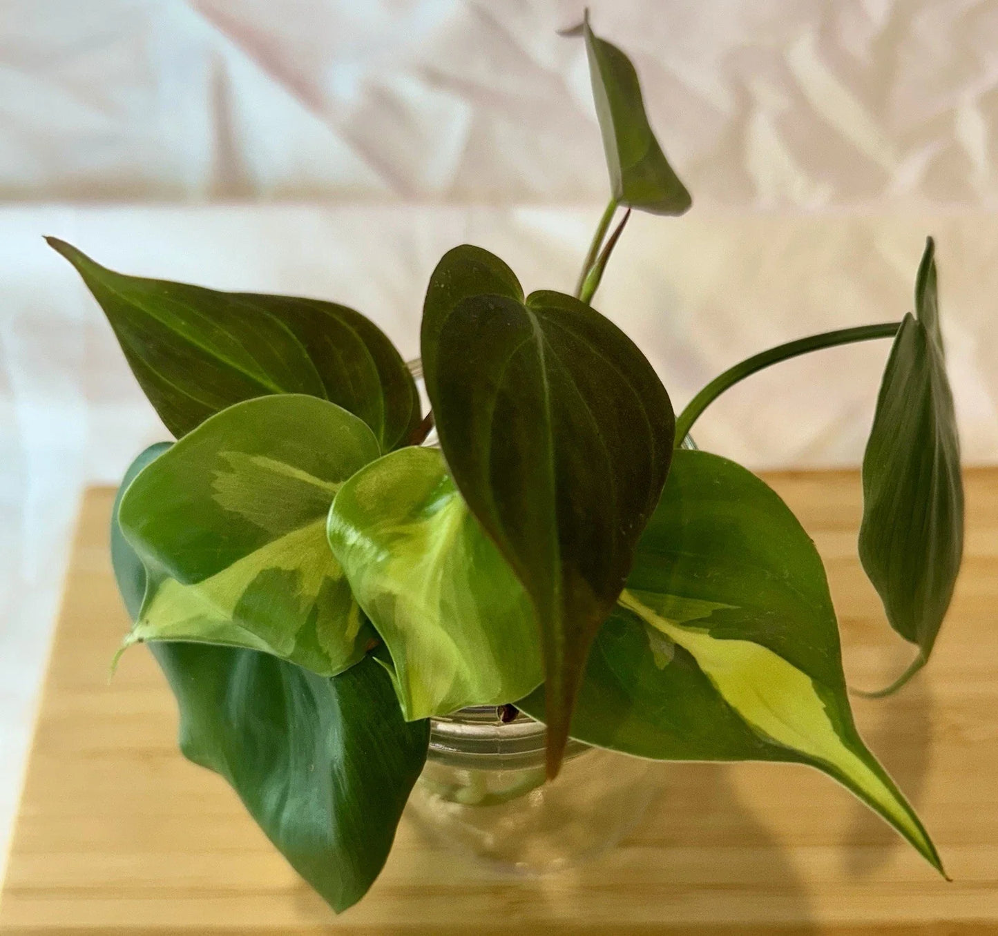 Philodendron Cutting Bundle – Micans, Brasil, Heartleaf | Propagation Plant Cuttings | Indoor Jungle Plants