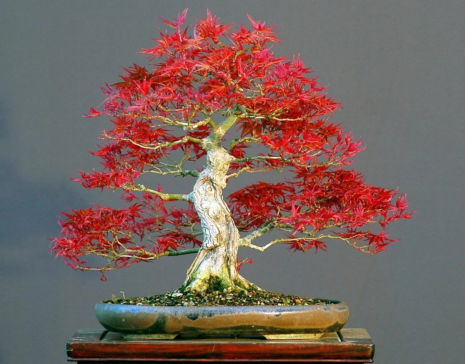 50 Bonsai Tree Seeds Japanese Red Maple Acer palmatum for Indoor and Outdoor Cultivation