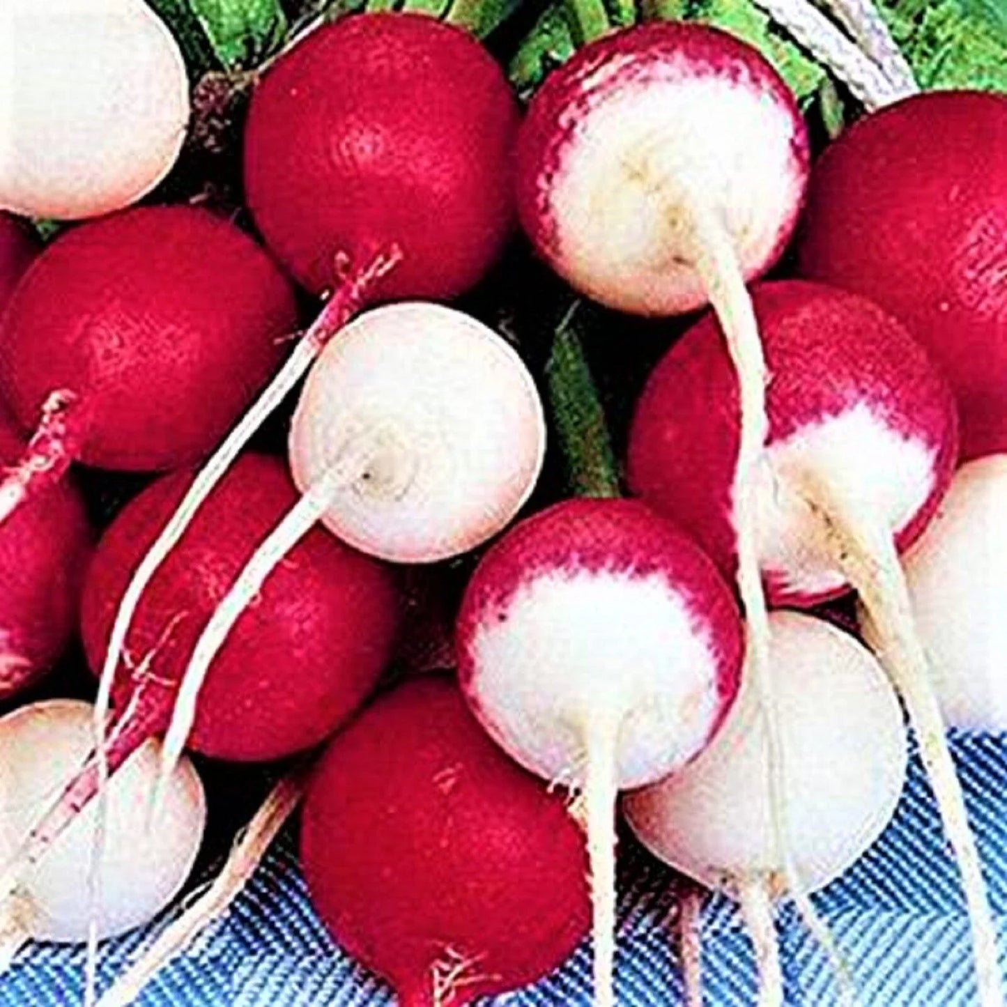 Confetti Mix Radish Seeds 200+ Non-GMO, Colorful Raphanus sativus for Home Garden, Salad Garnish, Container Gardening