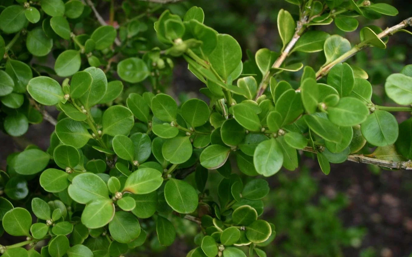 Chinese Boxwood Seeds - Buxus microphylla var. sinica for Hedges & Topiary - 20 Seeds
