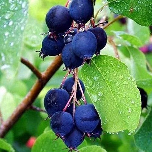 Saskatoon Serviceberry Plant Seeds 100 Pack | Amelanchier alnifolia | Edible Berries & White Flowers