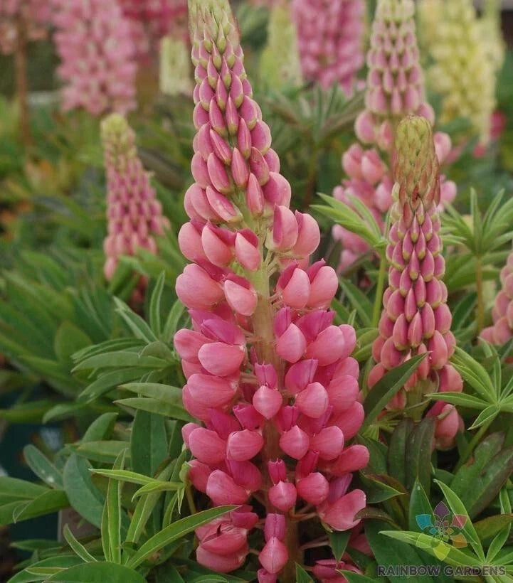 Gallery Pink Lupine Seeds - 25+ Pack, Lupinus polyphyllus, Perennial Flower for Garden, Borders, Containers, USA