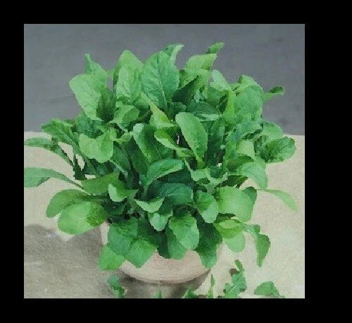 Arugula Seeds - 5000 Heirloom ASTRO 300 Nutty Flavor for Salads & Greens - Eruca sativa Annual Seed Pack