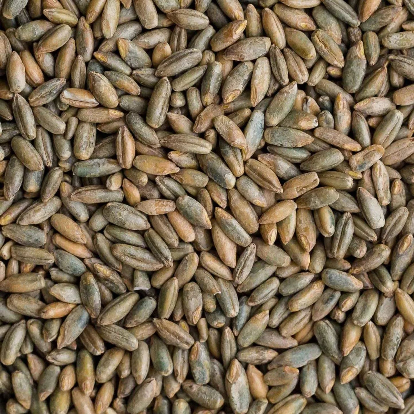 Organic Rye Berries 12 oz - Whole Grain Superfood with High Fiber & Iron - Secale cereale