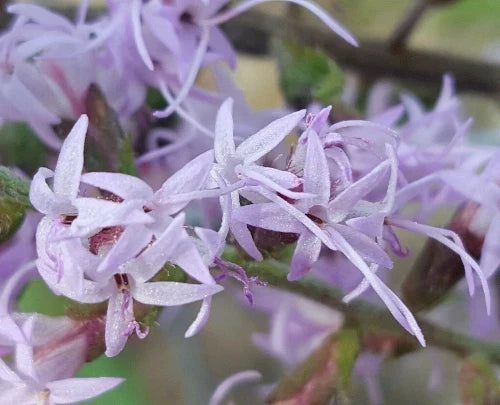 Bluffs Gayfeather Seeds 25 Pack | Liatris gholsonii Florida Native Wildflower for Pollinators