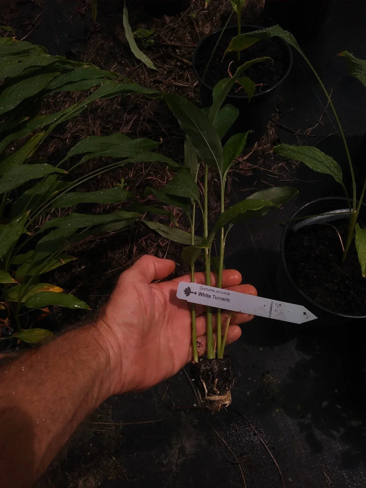 White Turmeric Plant - Curcuma longa Bare Root 4 Inch Edible Pesticide-Free Non-GMO Rare Perennial