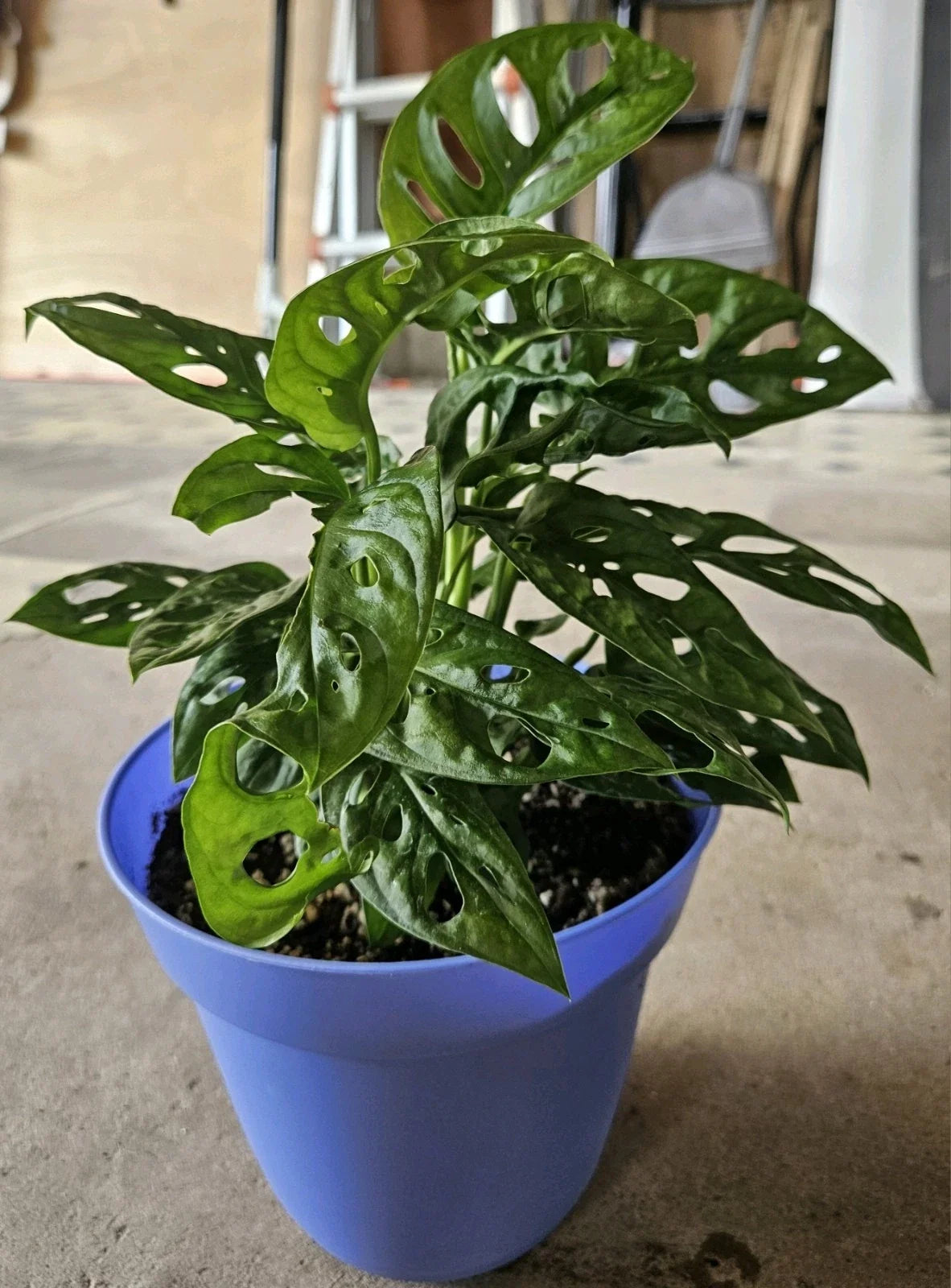 Monstera Deliciosa Live Plant Cuttings 5ct Unrooted Propagation Set for Indoor Houseplants, Swiss Pothos