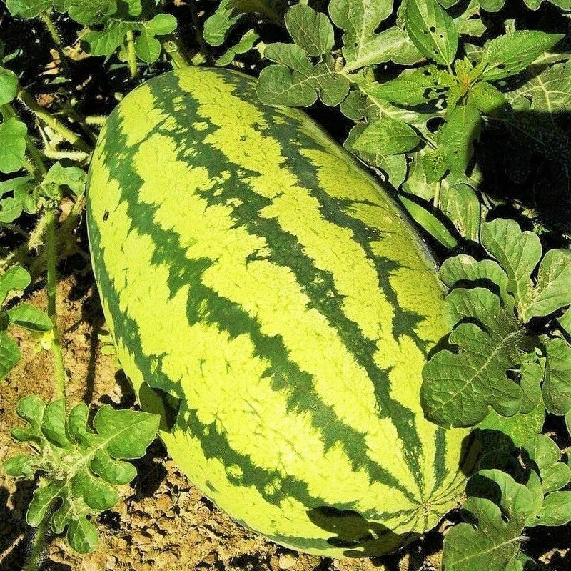 Jubilee Watermelon Seeds | Giant Green-Striped Fruit | Citrullus lanatus | Sweet, Juicy, High Yield, Summer Garden Plant