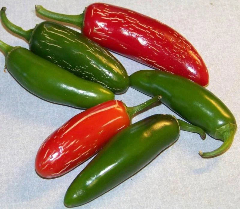 Jalapeno Hot Pepper Seeds - 100 Seeds - Capsicum annuum - GroCo USA