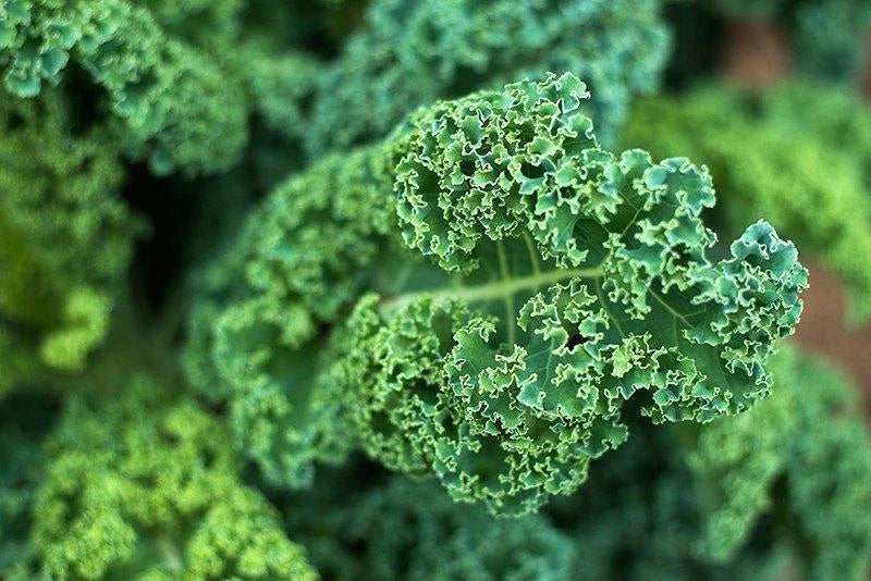 Dwarf Blue Curled Scotch Kale Seeds - NON-GMO, Organic Heirloom Brassica oleracea
