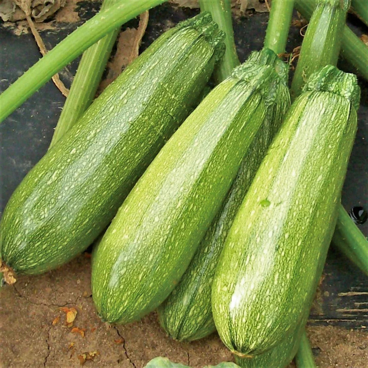 Grey Zucchini Seeds | Mexican Gray Calabacita | Cucurbita pepo | Summer Courgette Planting Seeds