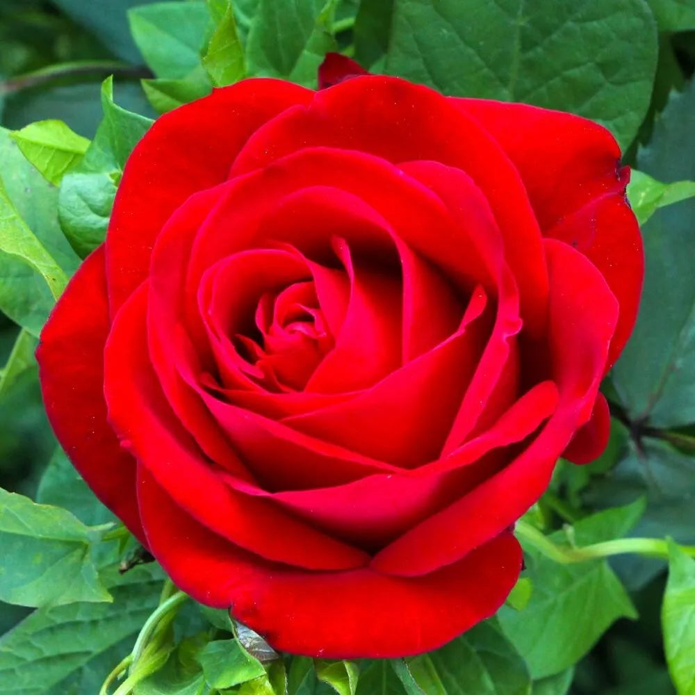 Red Rose Bush Live Plant, 1-2 ft, Vibrant Red Blooms, Rosa hybrida 'MACauck' - Award-Winning Garden Shrub
