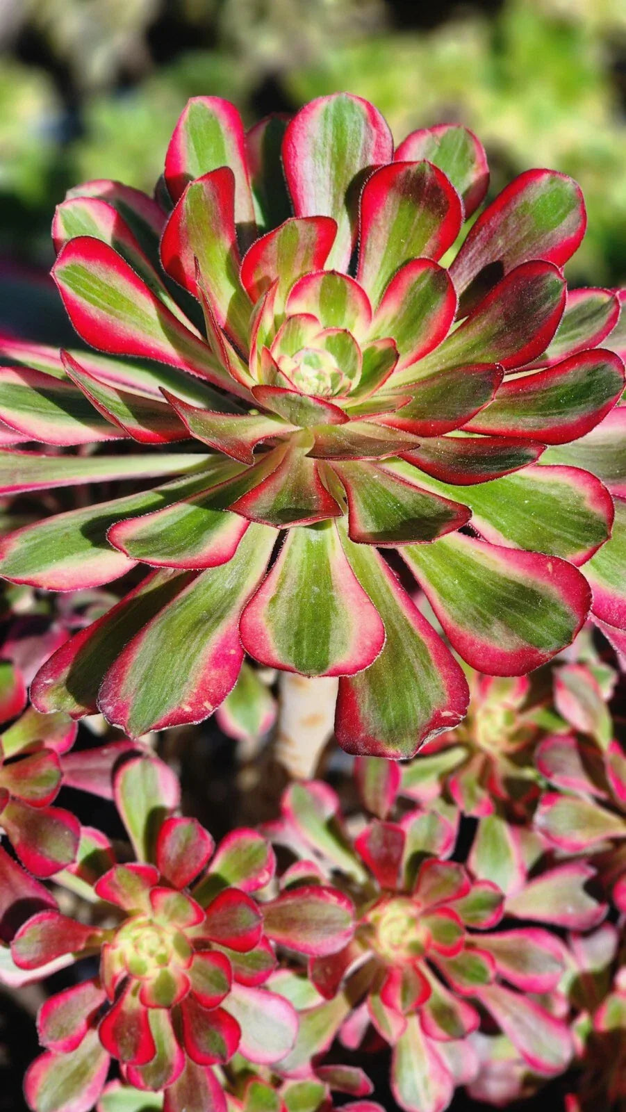 Aeonium Chanel Cutting - 2.5 Inch Green Rosette Succulent for Indoor and Garden