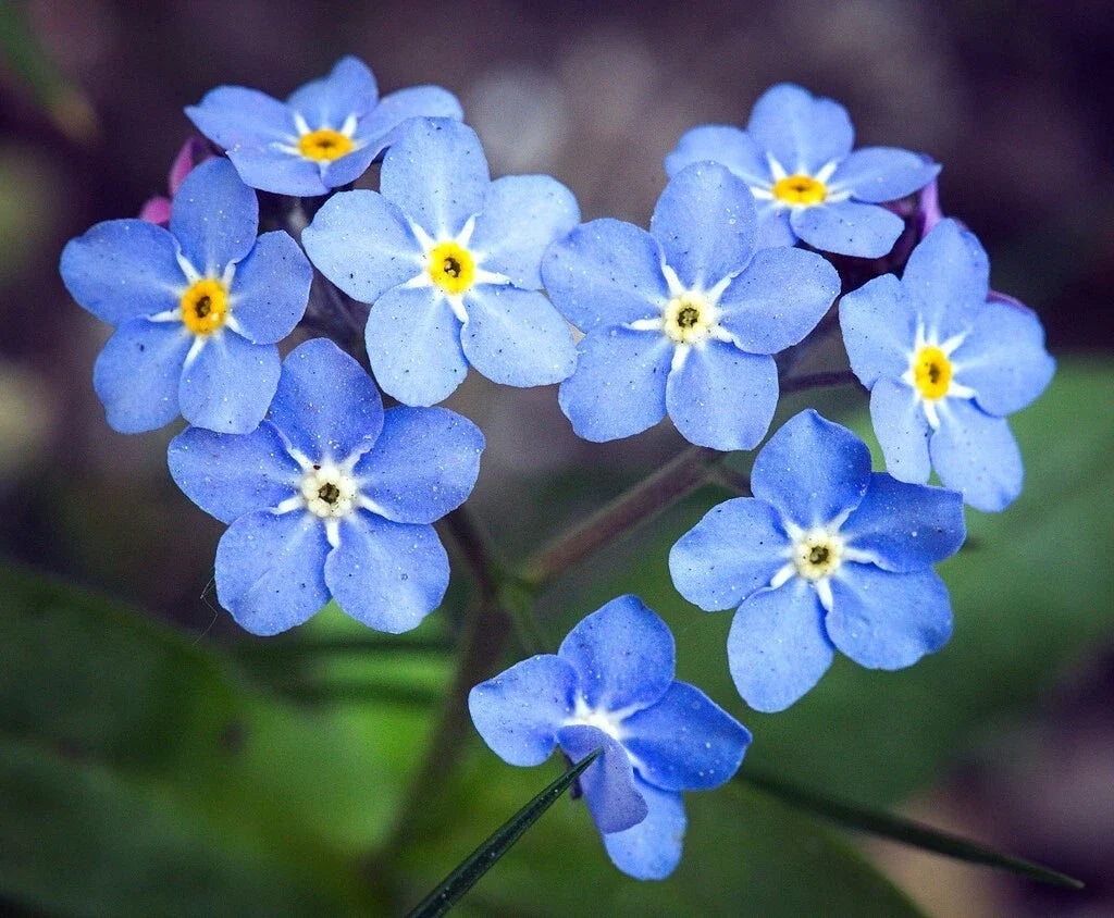 Blue Forget-Me-Not Seeds - 200+ Vibrant Blue Flowers | Cynoglossum Amabile Garden Seeds