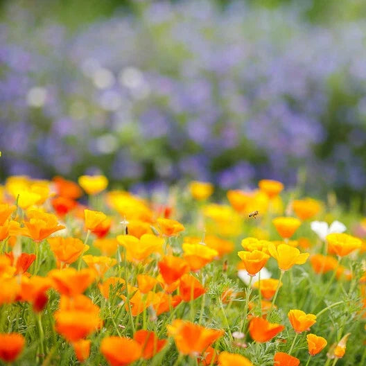 California Poppy Seeds - Orange Wildflower - Non-GMO - 1000 Seeds - Eschscholzia californica - Annual & Perennial