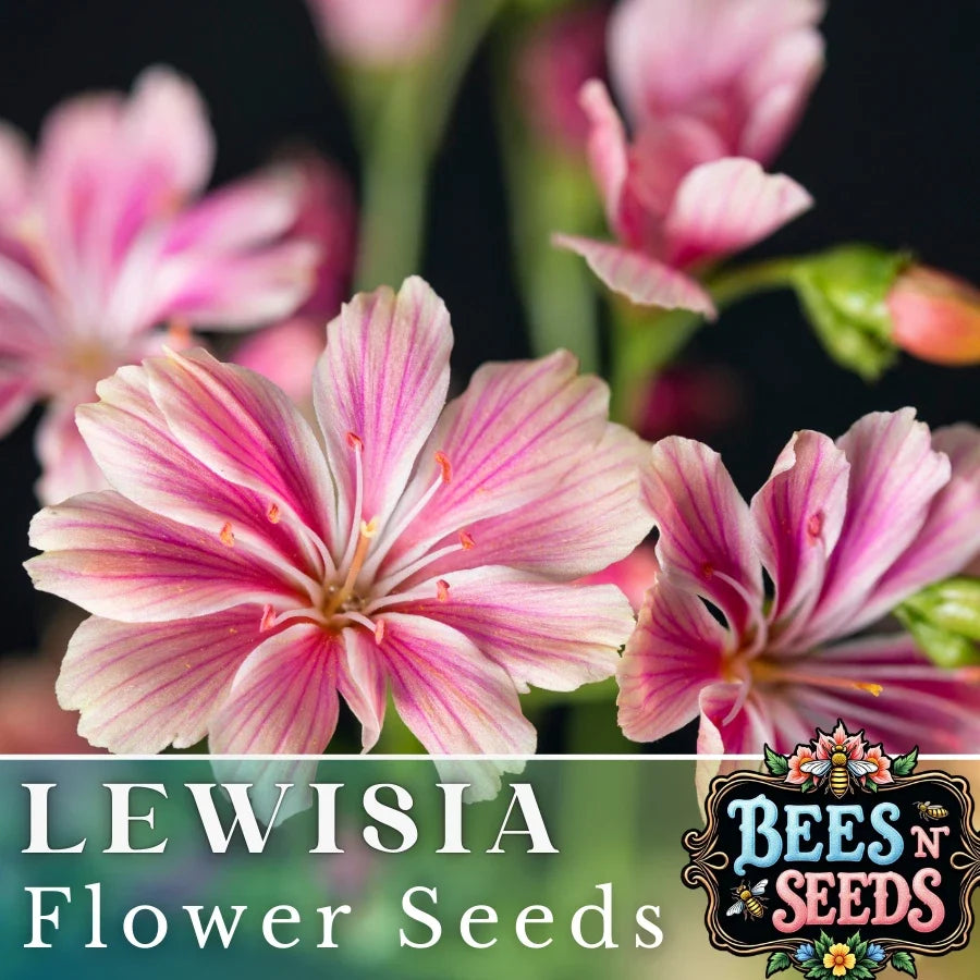 Plum Lewisia Seeds - 35 or 100 Non-GMO Flower Seeds for Garden - Lewisia cotyledon - Perennial, Rock Garden, Sunny Border