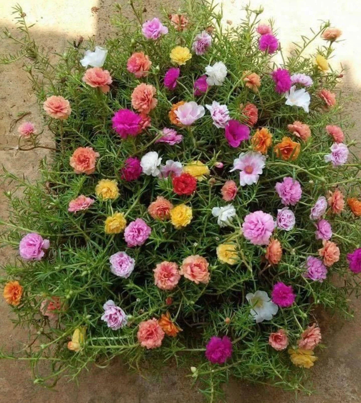 Mixed Moss Rose Seeds - Portulaca Grandiflora Flower Seeds - Vibrant Colorful Garden Planting - Drought-Tolerant, Low-Maintenance