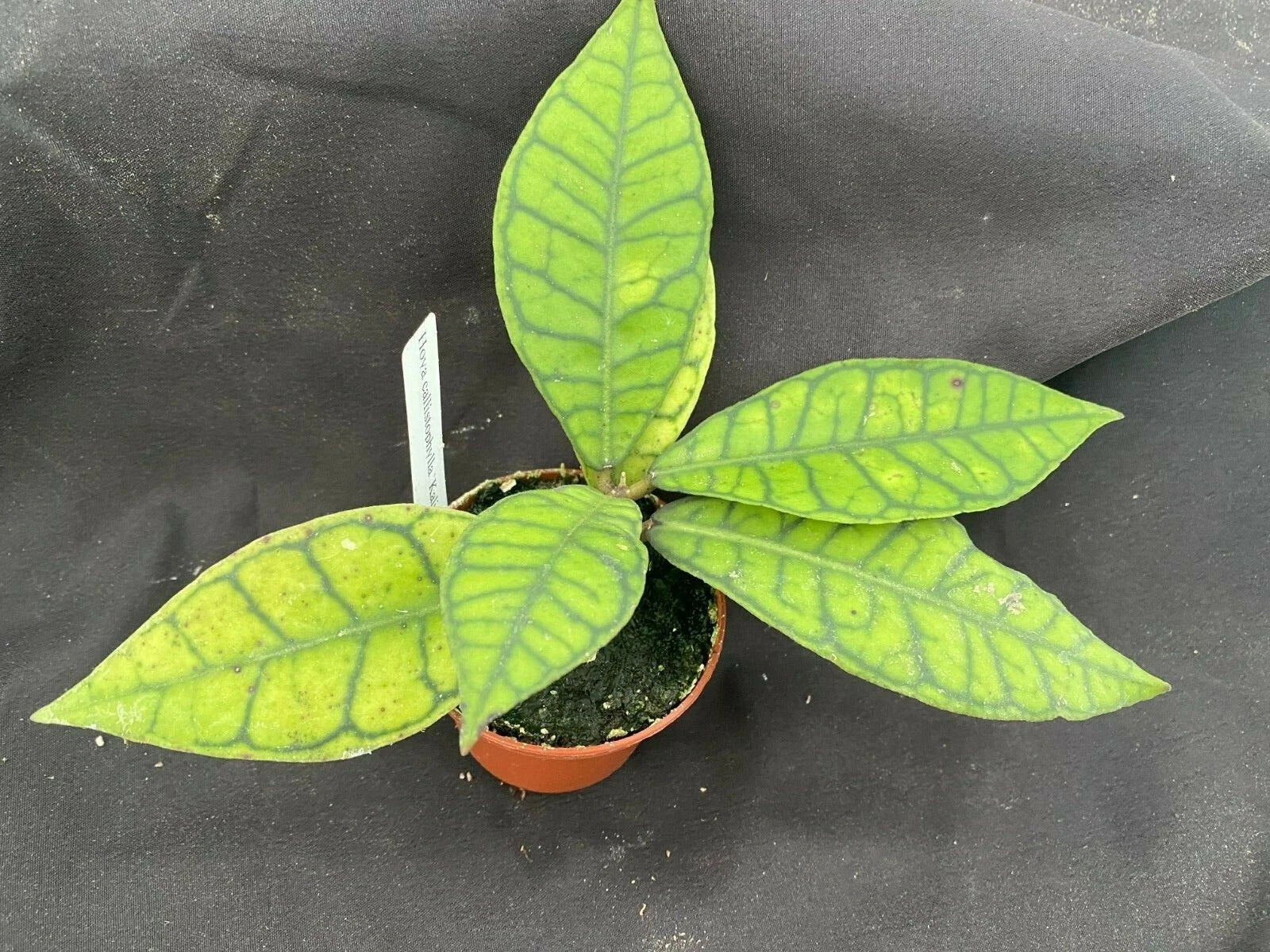 Hoya Callistophylla 'Kalimantan' Rooted Plant in 3" Pot, Exotic Foliage Indoor Houseplant