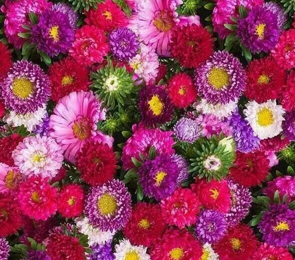 Aster Powder Puff Mix Seeds - 300+ Annual Seeds in Pink & Purple | Aster spp.
