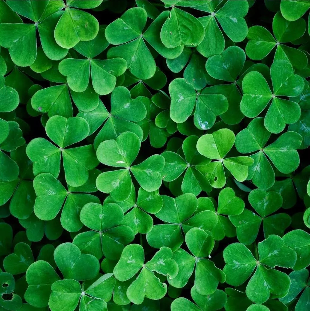 White Clover Seeds for Planting, Trifolium repens, Ground Cover, Lawn Mix, 1,000 Seeds