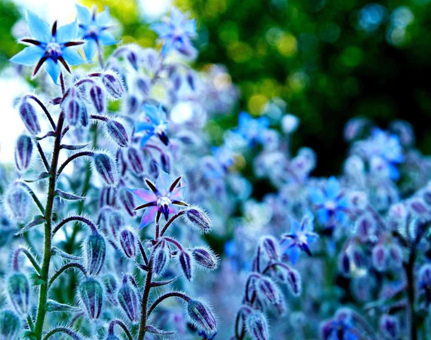 Borage Seeds 200 Count - Star Flower - Open Pollinated Non-GMO Wildflower Seeds