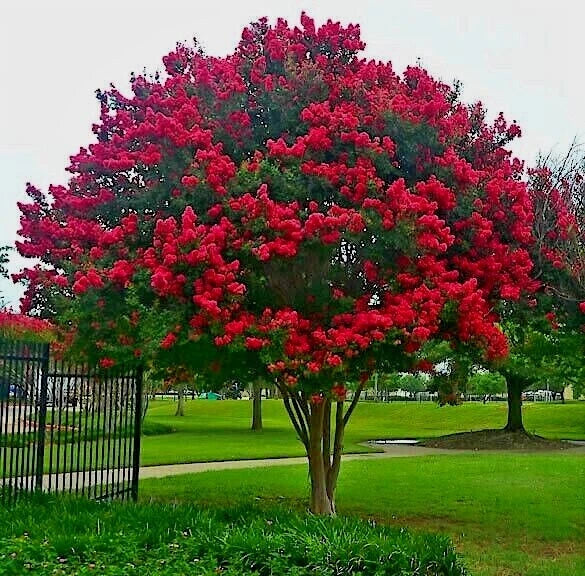Crape Myrtle Tree Seeds - Lilac Flowers, Vibrant Foliage, Lagerstroemia Indica, Easy to Grow, Ornamental Landscaping Seeds