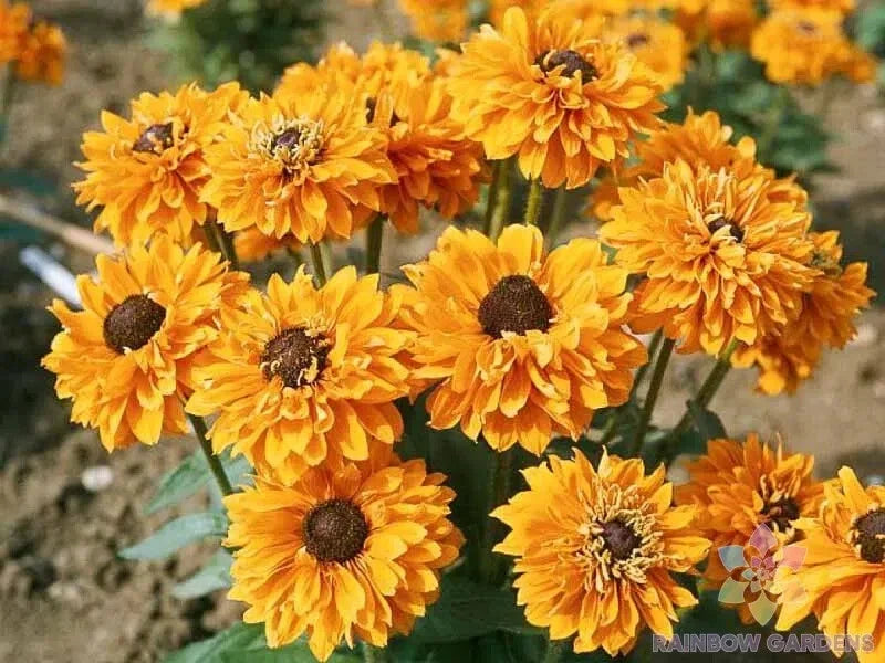 Goldilocks Rudbeckia Seeds - 200+ Count, Black-eyed Susan, Rudbeckia hirta, Annual Flower for Garden Beds & Borders