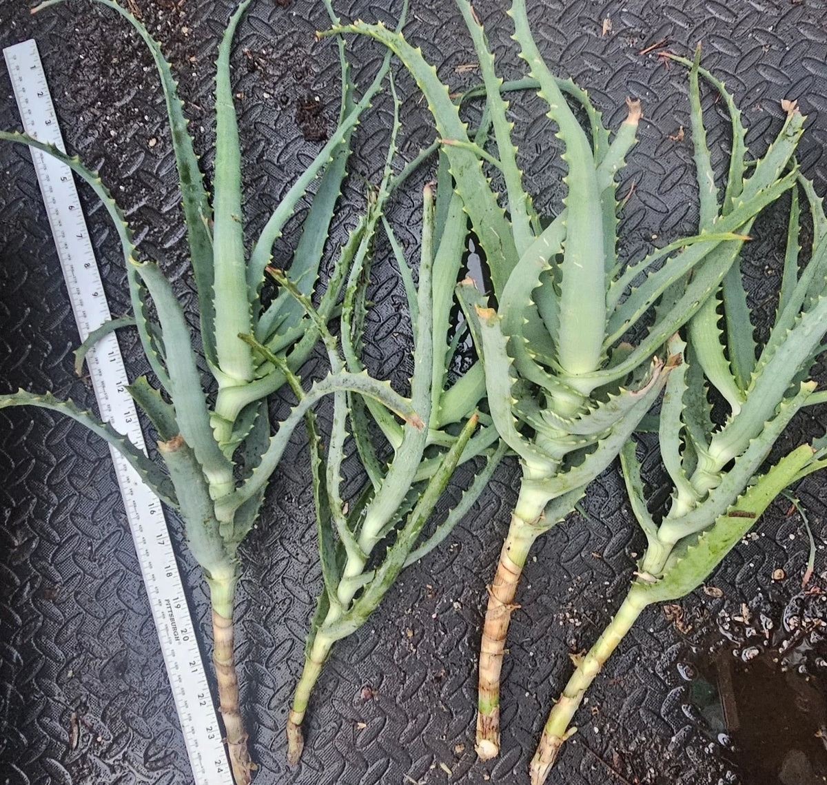 Aloe Arborescens Cuttings - 4 Healthy Aloe Vera Plant Cuttings for Easy Propagation