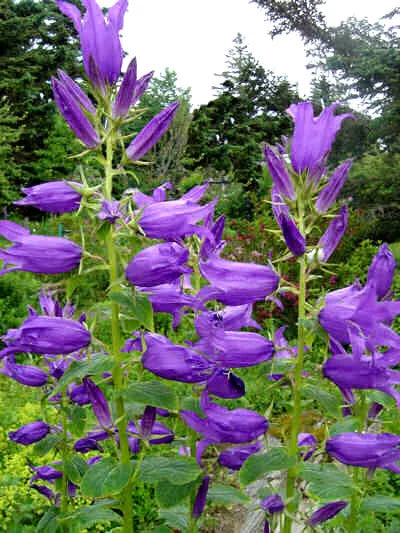Great Bellflower Seeds 203 Count Lavender-Blue Campanula latifolia for Garden, Pollinator, Cottage, Perennial