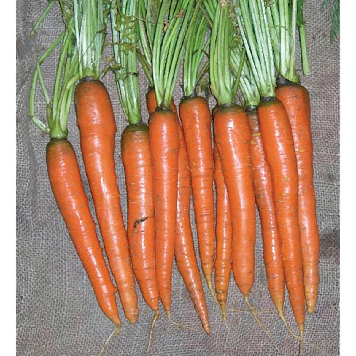 Carrot Seeds - Imperator 58 Variety - Daucus carota - Heirloom, Organic, Long, Sweet, Fresh Seeds