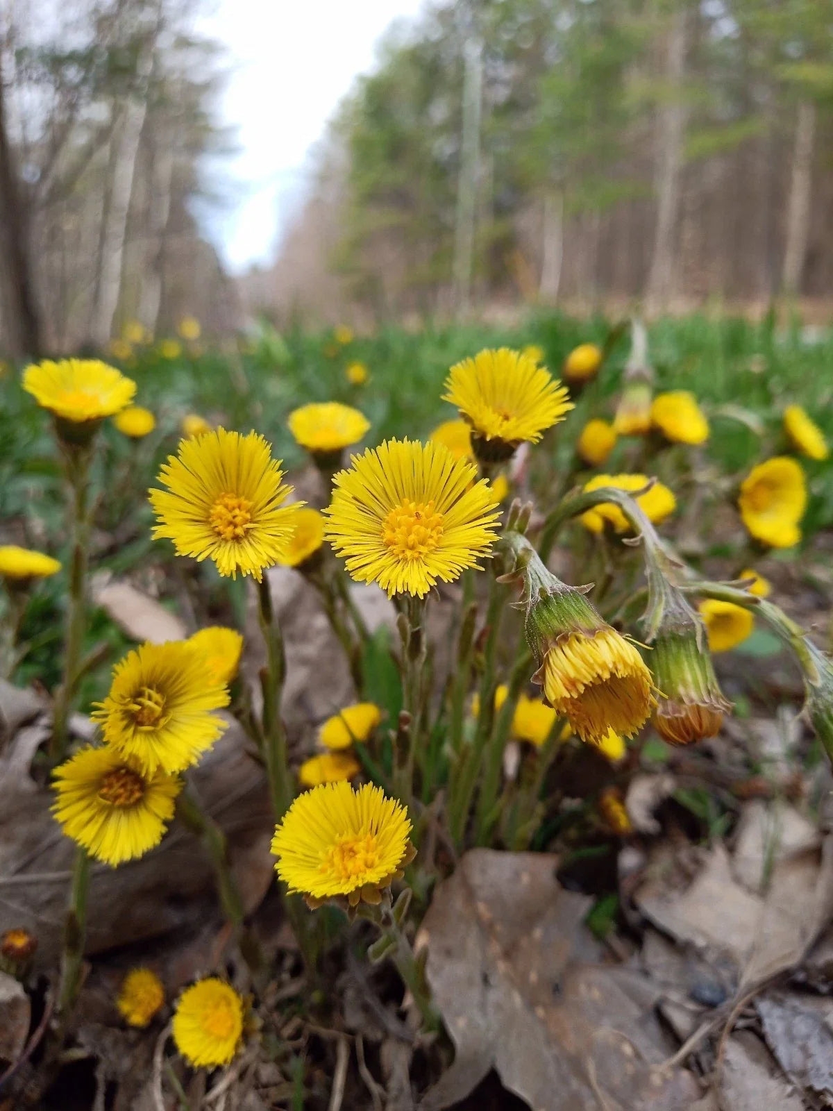 Coltsfoot Plants - 10 Rooted Organic Medicinal Tussilago Farfara for Herbal Remedies & Garden Use