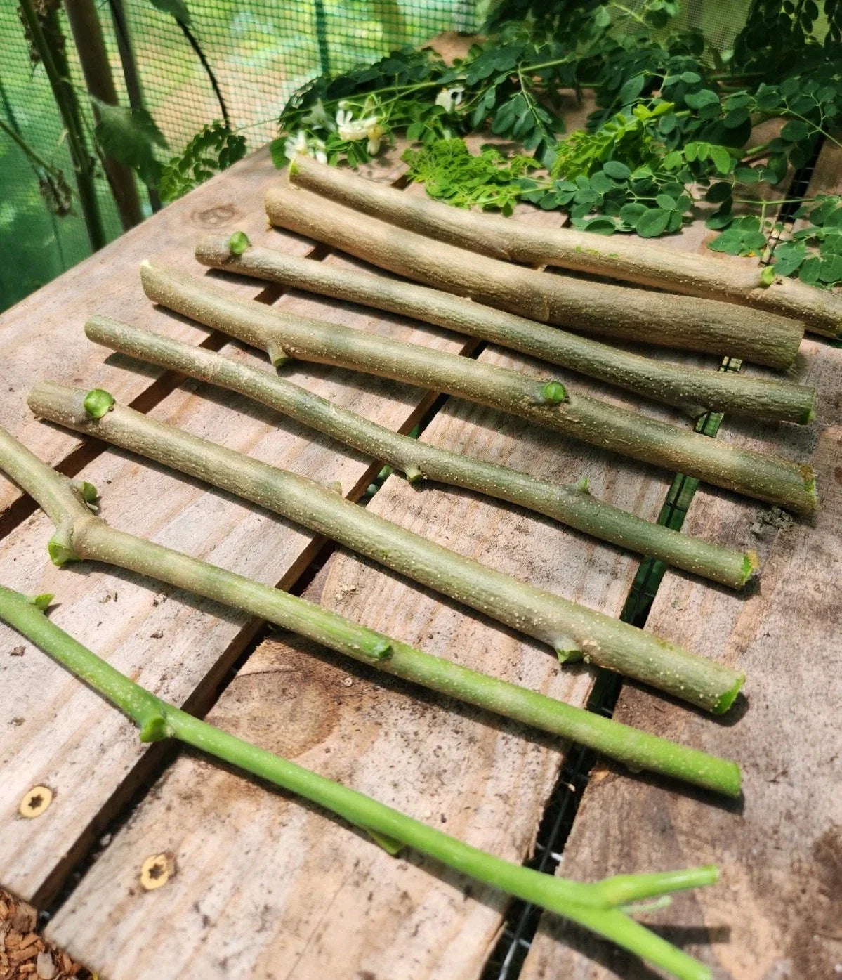 Moringa oleifera Cuttings – 6 Drumstick Tree Planting Material for Home Gardens