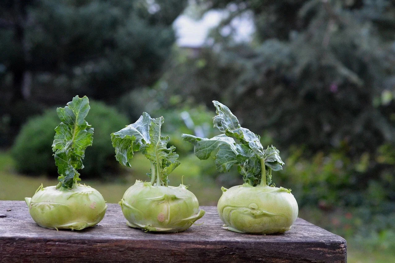 Kohlrabi Cabbage Seeds - 500+ Pack, Vegetable Garden Seeds, Brassica oleracea var. gongylodes, Non-GMO, Heirloom, USA Grown