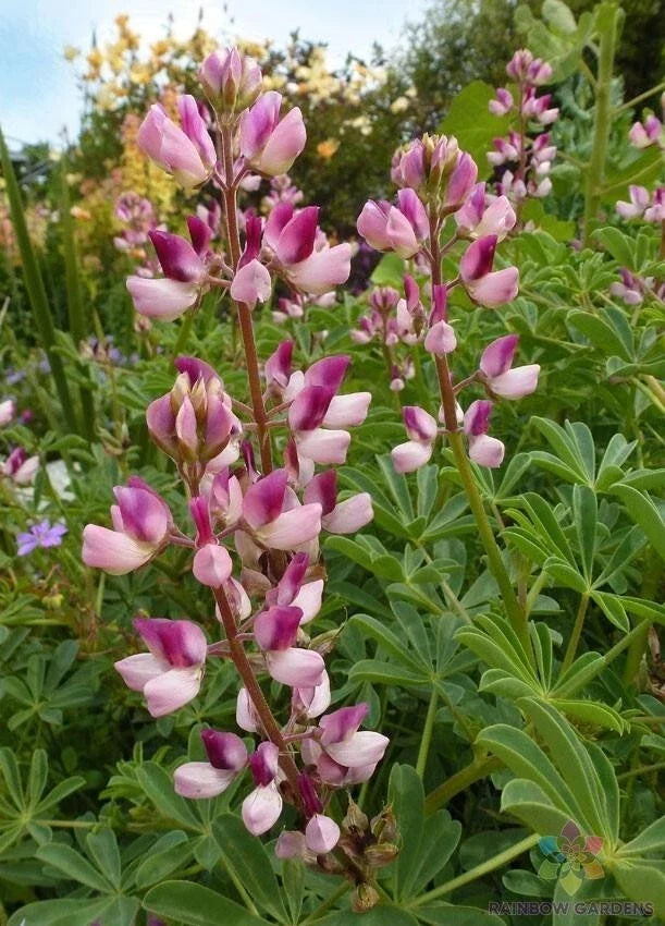 Rodeo Rose Lupine Seeds - Pink & Purple Perennial Flowers for Garden Planting - Lupinus polyphyllus, USA Grown