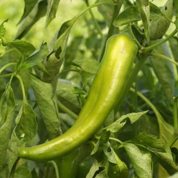 Anaheim Chile Pepper Seeds - Heirloom Green Variety, 2,500 Scoville, Capsicum annuum, for Salsas, Sauces, Gardening