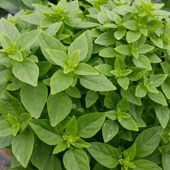 Dwarf Greek Basil Seeds - 200+ Non-GMO Culinary Herb Seeds for Cooking